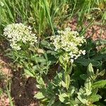 Lepidium draba Deilen