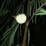 Acacia berlandieri Flower