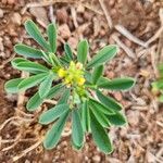 Crotalaria pycnostachya Hoja