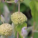 Phlomis fruticosa Fruit