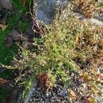 Petrorhagia saxifraga Habit