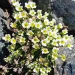 Saxifraga muscoides Fula