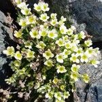 Saxifraga muscoides Bloem