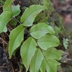 Cyrtomium macrophyllum Foglia