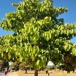 Pterygota alata Folha