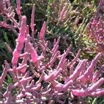 Salicornia europaea Leaf