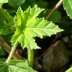 Malva pusilla Blad