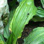 Calanthe triplicata Habitus