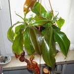 Nepenthes spp. موطن