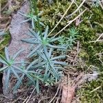 Galium glaucum Feuille