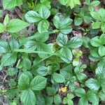 Rubus hispidus Leaf