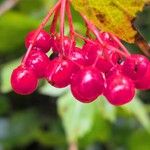 Viburnum trilobumVaisius