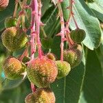 Arbutus andrachne Fruit