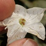 Nicotiana quadrivalvis Flor