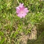 Malva moschataFlower