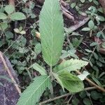 Caperonia palustris पत्ता