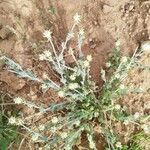 Gymnocarpos decander Flor