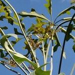 Cussonia paniculata عادت داشتن