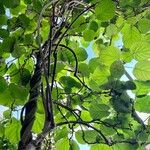 Actinidia chinensis Blad