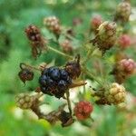 Rubus canadensis Fruit