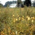 Platanthera ciliaris Tervik taim