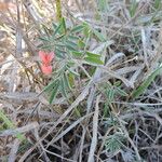 Indigofera miniata Hàbitat