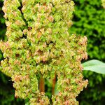 Rumex cristatus Flower