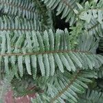 Nephrolepis cordifolia Blatt