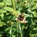 Hibiscus cannabinus Fruchs