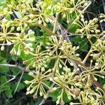 Cissus rotundifolia Vaisius