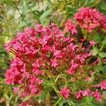 Valeriana lecoqiiFlower