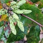 Mahonia aquifolium Blomma