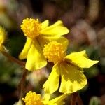 Helianthemum oelandicumFlower