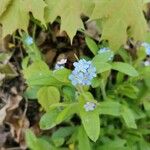 Myosotis sylvatica Fula