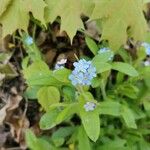 Myosotis sylvatica Virág