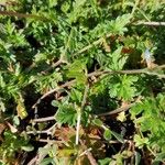 Erodium cicutarium Leaf