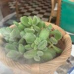 Cotyledon tomentosaHoja