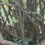 Ribes fasciculatum 树皮