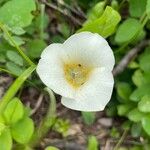 Calochortus apiculatus 花