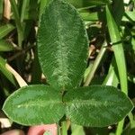 Desmodium incanum Leaf