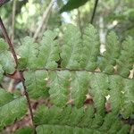 Triplophyllum troupinii Deilen