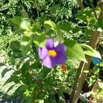 Thunbergia erecta പുഷ്പം