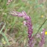 Odontites vernus Flower