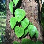 Philodendron hederaceum  var kirkbridei 葉