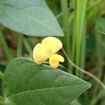Vigna hosei Flower