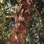 Picea pungens Bark