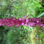 Satyrium nepalense Habit