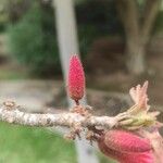 Brachychiton bidwillii Плод