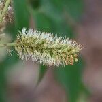Erythrophleum suaveolens Blüte
