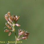 Coleanthus subtilis Fruit